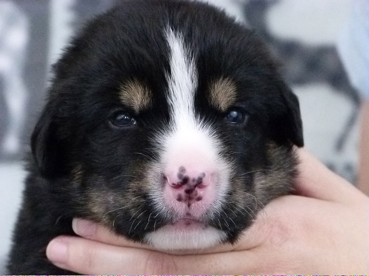 chinook puppy